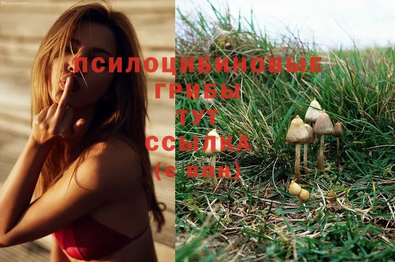 Псилоцибиновые грибы Psilocybe  Кубинка 